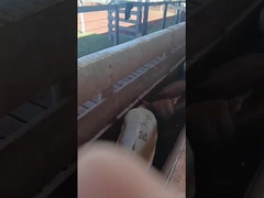 エレクトロニック・イヤタグ 牛の耳札 エレクトロニック・羊の耳札 動物の耳札