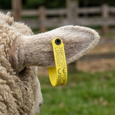 工場価格 RFID 動物 畜産 電子バーコード 耳タグ 羊 羊 耳タグ