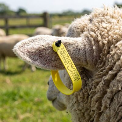 New Fofia High-Temperature Resistant Integrated Anti-Shedding Electronic T969 Yellow Sheep RFID Laser-Coded Animal Tracking Tag